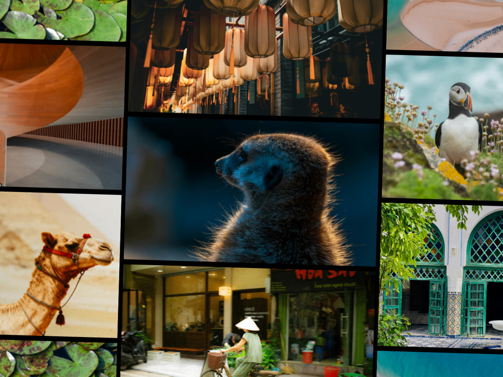 Photo Gallery Tilt: Free Data Component by Raffic Templates — Framer ...