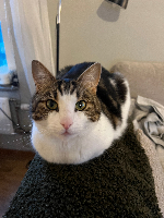 Catti