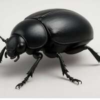 BlackBeetle Studio